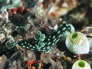 Dive Site Prints: Green spotted nudibranch, neon star snail (Nembrotha cristata)