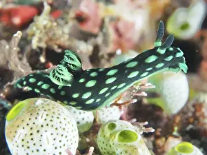 In The Water Prints: Green spotted sea snail, neon star snail (Nembrotha cristata)