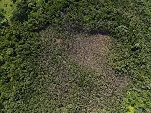 Tropical Climate Prints: Green swamp with brown water aerial drone view in central america