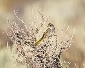Song Bird Prints: A Green-tailed Towhee is nestled in old sage brush branches