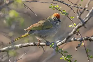 Passerellidae Prints: Green-tailed Towhee (Pipilo chlorurus) El Dorado County California USA