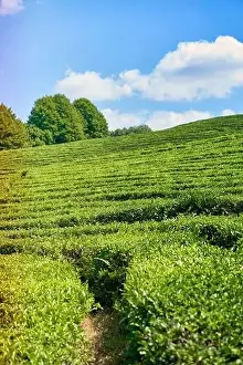 Garden Spring Prints: Green tea plantation, Aerial view green tea plantation at North of Thailand