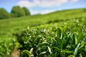 Garden Spring Prints: Green tea plantation, Aerial view green tea plantation at North of Thailand