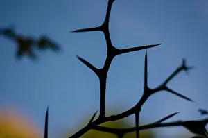 Thorn Prints: green thorns and leaves on blue background