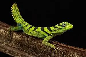 Amazon Rainforest Prints: Green thornytail iguana (Uracentron azureum)