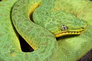 Ambush Predator Prints: Green tree boa, Corallus caninus
