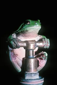 Frog Prints: Green Tree frog, Litoria caerulea, on a water tap