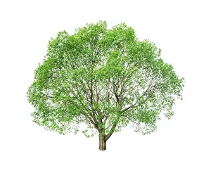Individual Prints: green tree isolated on white