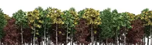 Landscape Park Prints: Green trees isolated on white background Forest and foliage in autumn 3d render