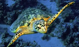 Green Turtle Prints: Green Turtle, Chelonia mydas, Coral Reef, Red Sea, Egypt, Africa