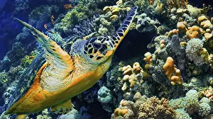 Green Turtle Prints: Green Turtle, Chelonia mydas, Coral Reef, Red Sea, Egypt, Africa