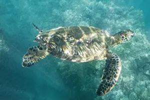 Reptiles Prints: green turtle, rock turtle, meat turtle (Chelonia mydas)