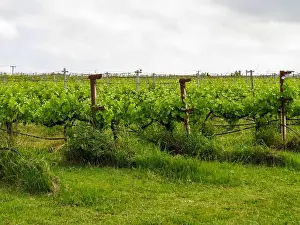 Winery Prints: Green vineyard rows stretching towards the hills under a cloudy summer sky