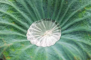 Stillness Prints: Green water lily leaf with a large drop of water inside in a funnel. Beauty of nature