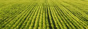 Green wheat rows of the agricultural fields of South Moravia, Czech Republic. Can be used like nature background or texture