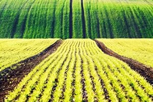 Images Dated 20th April 2019: Green wheat rows and waves of the agricultural fields of South Moravia, Czech Republic
