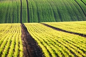 Images Dated 20th April 2019: Green wheat rows and waves of the agricultural fields of South Moravia, Czech Republic