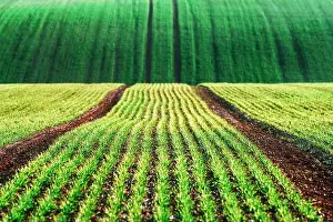 Moravia Prints: Green wheat rows and waves of the agricultural fields of South Moravia