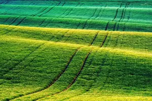 Green wheat rows and waves of the agricultural fields of South Moravia, Czech Republic. Can be used like nature background or texture