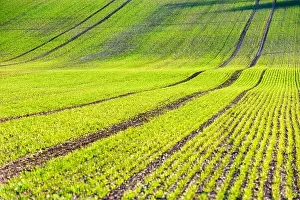 Green wheat rows and waves of the agricultural fields of South Moravia, Czech Republic. Can be used like nature background or texture