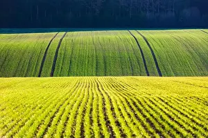 Green wheat rows and waves of the agricultural fields of South Moravia, Czech Republic. Can be used like nature background or texture