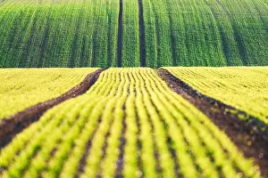 Green wheat rows and waves of the agricultural fields of South Moravia, Czech Republic. Can be used like nature background or texture