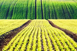 Green wheat rows and waves of the agricultural fields of South Moravia, Czech Republic. Can be used like nature background or texture