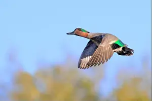 Ducks Prints: Green-winged teal (Anas crecca) drake flying over trees, Galveston, Texas, USA