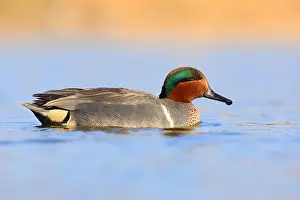 Wetlands Prints: A Green winged teal in breeding plumage during spring at Seedskadee National Wildlife Refugee in Sweetwater County