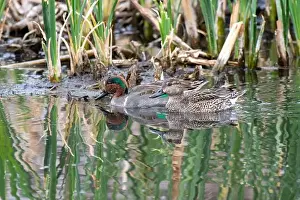 Sweetwater Wetlands Prints: Green-winged Teal pair (Anas crecca)