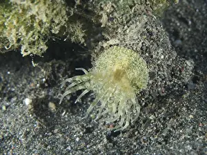 Actiniaria Sp Prints: A green-yellow McMurrich's sea anemone (Boloceroides mcmurrichi) on the seabed