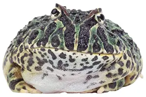 Toad Prints: green and yellow toad uid 1448060