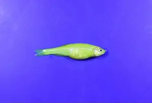 Disorder Prints: Green zebra danio fish died due to swollen abdomen. Small aquarium fish dead. Animal abuse