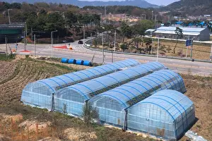 Tomatoes Prints: Greenhouse agriculture in South Korea. Agriculture in Imsil-gun, North Jeolla province
