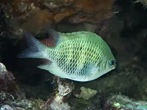 Underwater Worlds Prints: A greenish fish, staghorn coral damselfish (Amblyglyphidodon curacao)