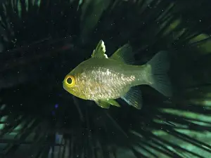 Percomorphaceae Prints: Greenish-yellowish fish, flagfin cardinalfish (Ostorhinchus hoevenii)