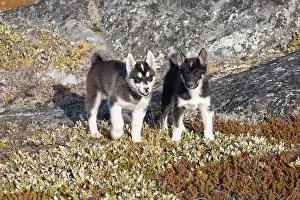 Sled Dog Prints: Greenland dog, husky lying peacefully on rocks in front of houses