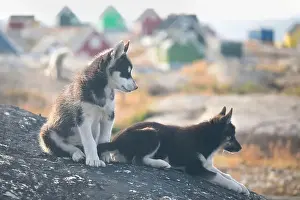 Sled Dog Prints: Greenland dog, husky lying peacefully on rocks in front of houses