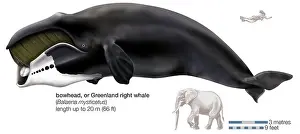 Cetacean Prints: Greenland right, or bowhead, whale (Balaena mysticetus)