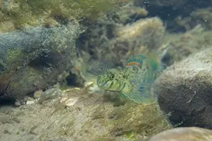 Etheostoma Prints: Greenside darter displaying at the bottom of a river