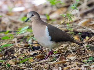 Sits Prints: grenada dove (Leptotila wellsi), perching on the ground, side view, Grenada