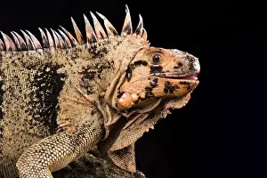 Island Endemic Prints: Grenadines pink iguana (Iguana iguana insularis)