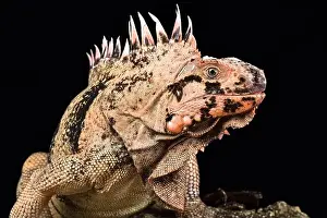 Island Endemic Prints: Grenadines pink iguana (Iguana iguana insularis)