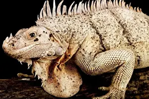 Island Endemic Prints: The Grenadines Pink Iguana (Iguana insularis) is a critically endangered Iguana species