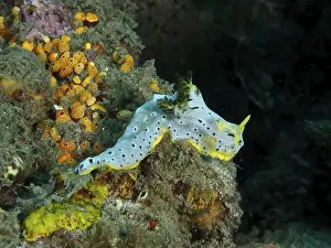 Conchifera Prints: A grey banana nudibranch (Notodoris serenae) moves across the colourful seabed