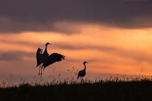 Mongolia Prints: The grey cranes (Grus) dance in the morning. Dornod Province. Mongolia