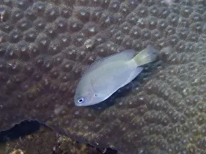 Placid Prints: A grey damselfish (Pomacentrus reidi) swims calmly over a coral background with soft patterns