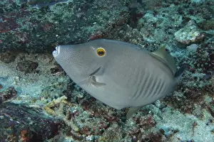 Ray Finned Fishes Prints: A grey fish with expressive facial expressions