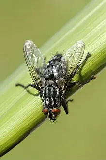 Pause Prints: Grey flesh fly, Grey flesh flies (Sarcophaga carnaria)