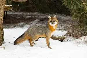 Gray Fox Prints: Grey fox Urocyon cinereoargenteus, adult standing on snow, Montana, USA, March
